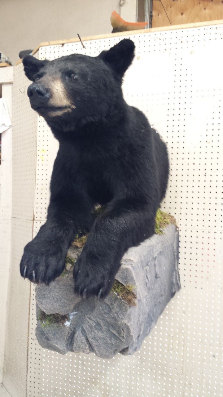 A taxidermy bear perched on a faux rock.